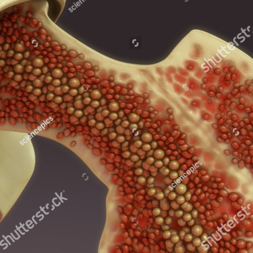 stock-photo-bone-marrow-d-illustration-451603009